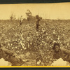 Plantation Scene. Picking cotton. [Woman resting in the field.]