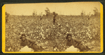 Plantation Scene. Picking cotton. [Woman resting in the field.]