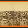 Picking cotton, group posing in the field.