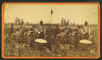 Picking cotton.