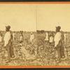 Picking cotton.