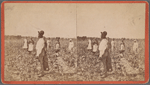 Picking cotton.