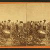 Cotton picking no. 3. [Group posing in the field with bale of cotton in foreground.]