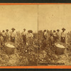 Cotton picking no. 3. [Group posing in the field with bale of cotton in foreground.]