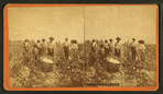 Cotton picking no. 3. [Group posing in the field with bale of cotton in foreground.]