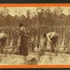 Ploughing rice. [Plowing rice.]
