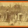 Ploughing rice. [Plowing rice.]