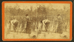 Ploughing rice. [Plowing rice.]