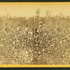 Cotton field. [Picking cotton.]