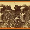 Picking cotton, woman carrying a bale of cotton.