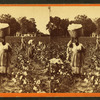 Picking cotton, woman carrying a bale of cotton.