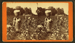 Picking cotton, woman carrying a bale of cotton.