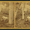Scene in the woods at Slaughter Pen.