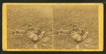 He sleeps his last sleep. A Conferederate soldier who after being wounded evidently dragged himself to a little ravine on the hill side, where he died.