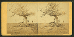 A lone grave on battle-field of Antietam.