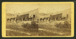 View of soldiers with horses.