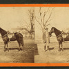 Jeff. Davis, one of Gen. Grant's saddle horses. Taken at City Point, Va.