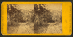 View at Hilton Head, S. C..