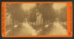 Orange grove in Judge Burdett's garden, Jacksonville, Fla.