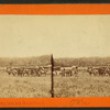 Ambulance Corps gathering dead after Battle of Antietam.