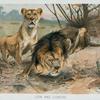 Lion and lioness.