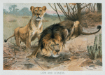Lion and lioness.