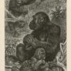 Gorillas at home.