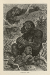 Gorillas at home.