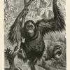 Orangs at their native woods.