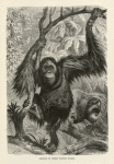 Orangs at their native woods.