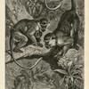 West African Green Monkey.