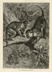 West African Green Monkey.