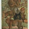 Macaques.