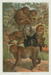 Macaques.