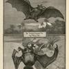The Hammer-Headed Bat and Naked Bat.