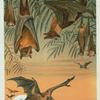 Fruit Bats.
