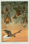 Fruit Bats.