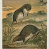Web Footed Shrews