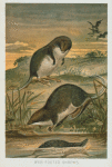 Web Footed Shrews