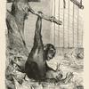 A Young Chimpanzee.
