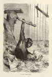 A Young Chimpanzee.