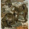 Baboons.