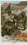 Baboons.