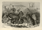 A Scene in South America with Rheas and Patagonian Cavies.