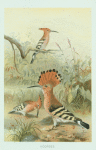 Hoopoes.