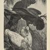 Banksian and Slender -Billed Cockatoos.