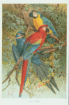 Macaws.