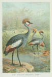 East African Balearic Crane.