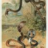 Rat-snake and Cobras.