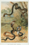 Rat-snake and Cobras.